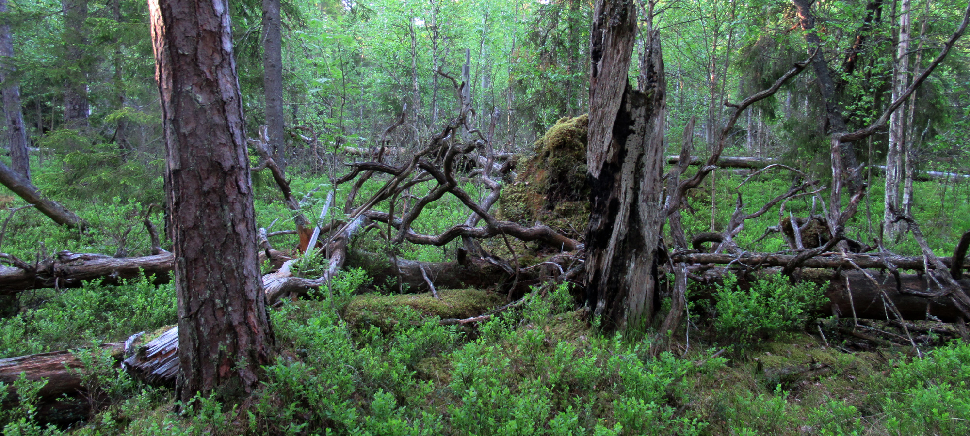 Eesti Looduseuurijate Selts inventeeris aastatel 2019-2022 riigimaadel veel registreerimata vääriselupaikasid (VEP). Üle kontrolliti ligi 24 tuhat metsaeraldist